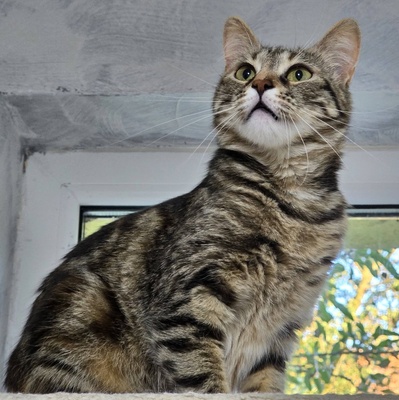 Kätzchen Kira sucht ihr gemütliches Körbchen, EKH Jungtier - Katze