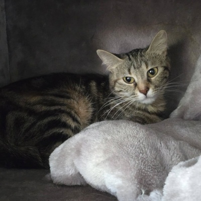 Kätzchen Kira sucht ihr gemütliches Körbchen, EKH Jungtier - Katze