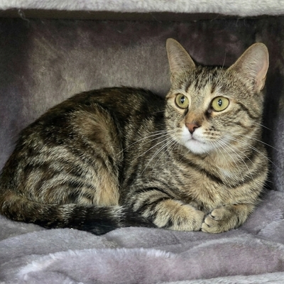 Kätzchen Kira sucht ihr gemütliches Körbchen, EKH Jungtier - Katze