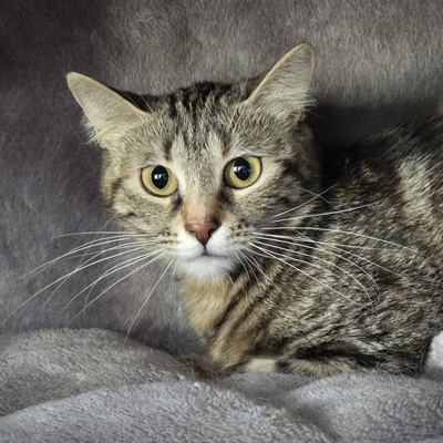 Kätzchen Kira sucht ihr gemütliches Körbchen, EKH Jungtier - Katze