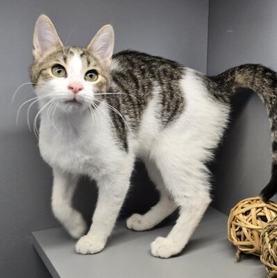 Kätzchen Leilani ist bereit für Dich, EKH Jungtier - Katze