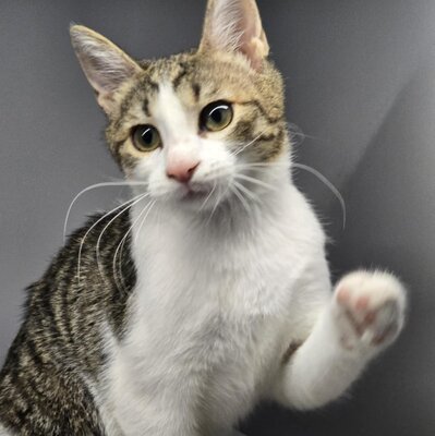 Kätzchen Leilani ist bereit für Dich, EKH Jungtier - Katze