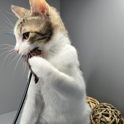 Kätzchen Leilani ist bereit für Dich, EKH Jungtier - Katze