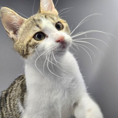 Kätzchen Leilani ist bereit für Dich, EKH Jungtier - Katze