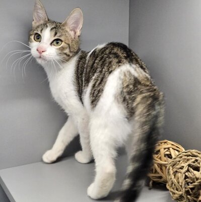 Kätzchen Leilani ist bereit für Dich, EKH Jungtier - Katze