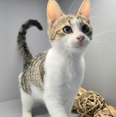 Kätzchen Leilani ist bereit für Dich, EKH Jungtier - Katze