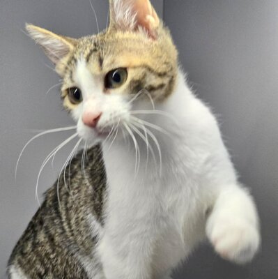 Kätzchen Leilani ist bereit für Dich, EKH Jungtier - Katze