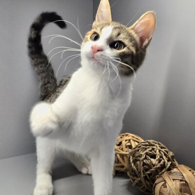 Kätzchen Leilani ist bereit für Dich, EKH Jungtier - Katze