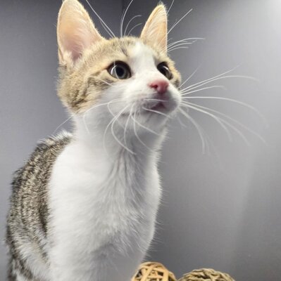 Kätzchen Leilani möchte gern reisen, EKH Jungtier - Katze