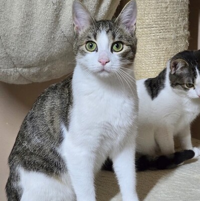 Kätzchen Leilani möchte gern reisen, EKH Jungtier - Katze