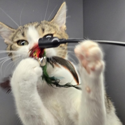 Kätzchen Leilani möchte gern reisen, EKH Jungtier - Katze