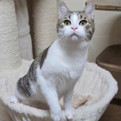 Kätzchen Leilani möchte gern reisen, EKH Jungtier - Katze