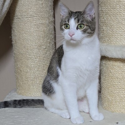 Kätzchen Leilani möchte gern reisen, EKH Jungtier - Katze