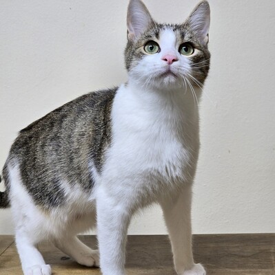 Kätzchen Leilani möchte gern reisen, EKH Jungtier - Katze