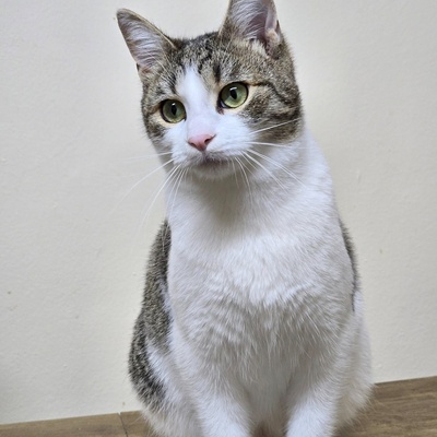 Kätzchen Leilani möchte gern reisen, EKH Jungtier - Katze