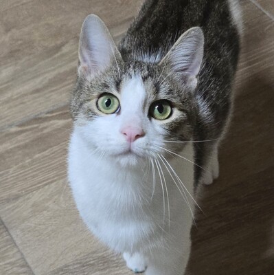 Kätzchen Leilani möchte gern reisen, EKH Jungtier - Katze