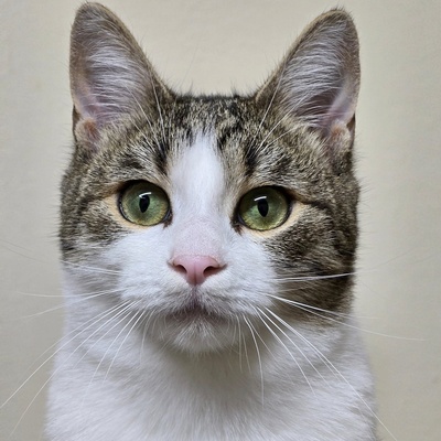 Kätzchen Leilani möchte gern reisen, EKH Jungtier - Katze