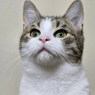 Kätzchen Leilani möchte gern reisen, EKH Jungtier - Katze