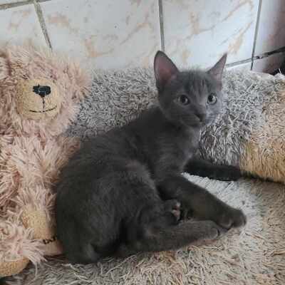 Kätzchen Lia und Loki warten auf Dich, EKH Jungtier - Katze