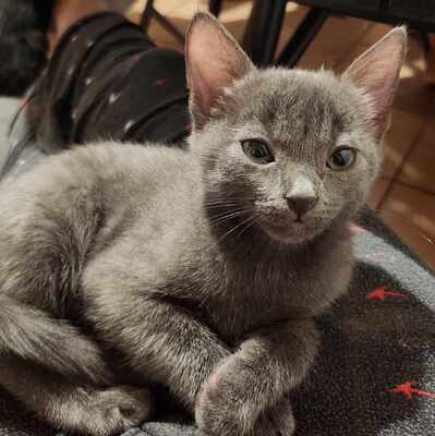 Kätzchen Lia und Loki warten auf Dich, EKH Jungtier - Katze