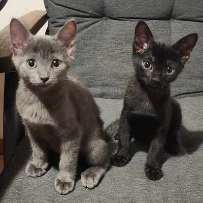 Kätzchen Lia und Loki warten auf Dich, EKH Jungtier - Katze