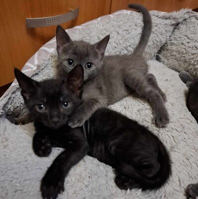 Kätzchen Lia und Loki warten auf Dich, EKH Jungtier - Katze