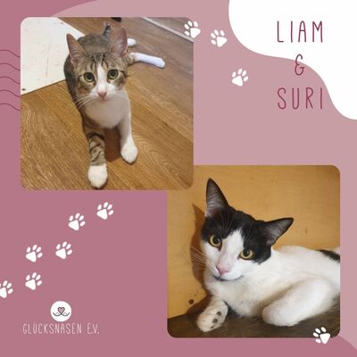 Kätzchen Liam und Suri sind bereit, EKH Jungtier - Kater