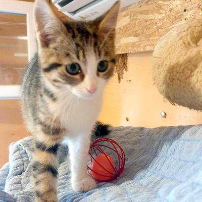 Kätzchen Liam und Suri sind bereit, EKH Jungtier - Kater