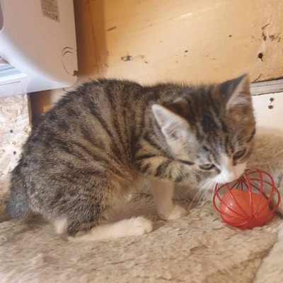 Kätzchen Liam und Suri sind bereit, EKH Jungtier - Kater