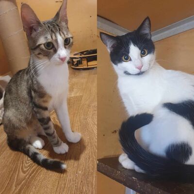 Kätzchen Liam und Suri sind bereit, EKH Jungtier - Kater