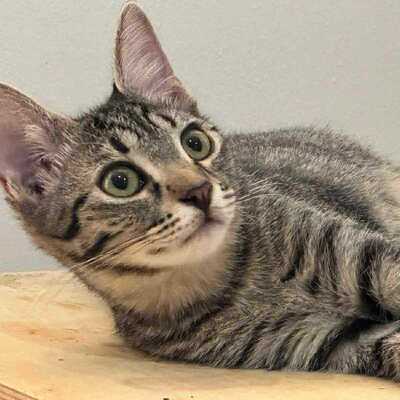 Kätzchen Liath und Susan möchten gern reisen, EKH Jungtier - Katze