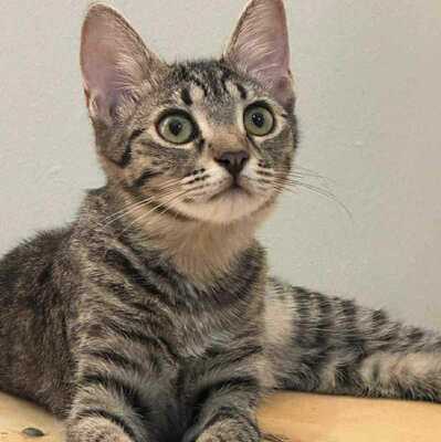 Kätzchen Liath und Susan möchten gern reisen, EKH Jungtier - Katze