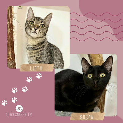 Kätzchen Liath und Susan warten auf Post, EKH Jungtier - Katze