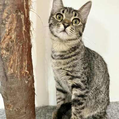 Kätzchen Liath und Susan warten auf Post, EKH Jungtier - Katze