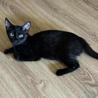 Kätzchen Liath und Susan warten auf Post, EKH Jungtier - Katze