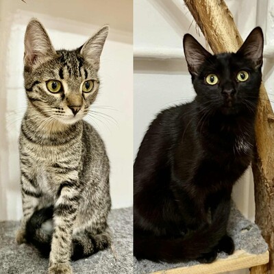 Kätzchen Liath und Susan warten auf Post, EKH Jungtier - Katze