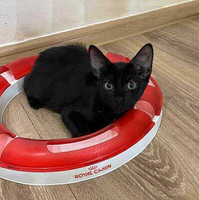 Kätzchen Liath und Susan warten auf Post, EKH Jungtier - Katze