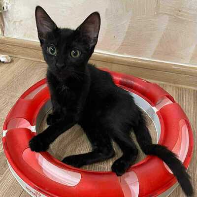 Kätzchen Liath und Susan warten auf Post, EKH Jungtier - Katze