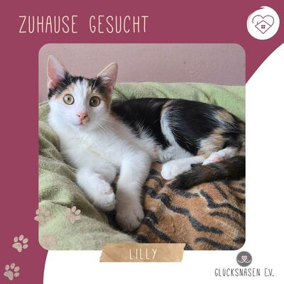 Kätzchen Lilly möchte Ihr Leben mit Dir teilen