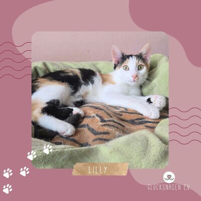 Kätzchen Lilly möchte bei Dir einziehen