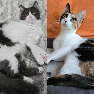 Kätzchen Lilly und Luigi möchten reisen, EKH Jungtier - Katze