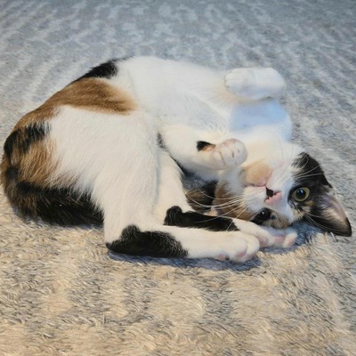 Kätzchen Lilly und Luigi möchten reisen, EKH Jungtier - Katze