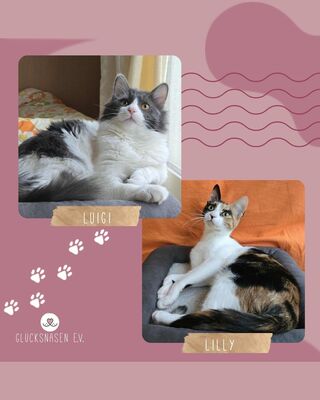 Kätzchen Lilly und Luigi warten auf Post