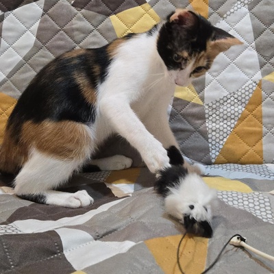 Kätzchen Lilly und Luigi warten auf Post, EKH Jungtier - Katze