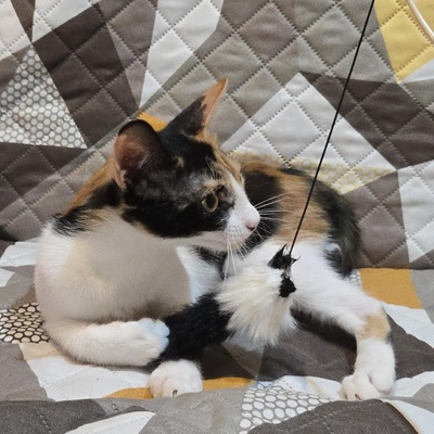 Kätzchen Lilly will von Dir geknuddelt werden, EKH Jungtier - Katze