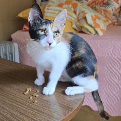 Kätzchen Lilly will von Dir geknuddelt werden, EKH Jungtier - Katze