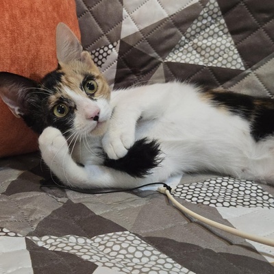 Kätzchen Lilly will von Dir geknuddelt werden, EKH Jungtier - Katze