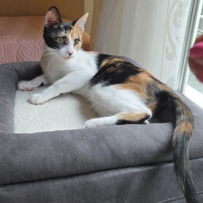 Kätzchen Lilly will von Dir geknuddelt werden, EKH Jungtier - Katze