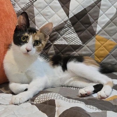 Kätzchen Lilly will von Dir geknuddelt werden, EKH Jungtier - Katze