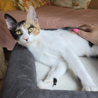Kätzchen Lilly will von Dir geknuddelt werden, EKH Jungtier - Katze